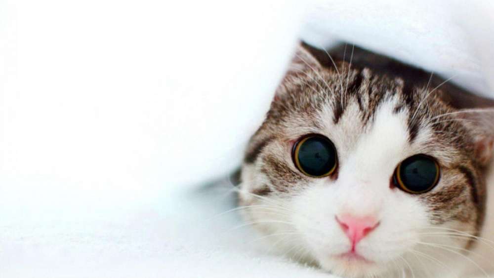 Peek-a-Boo Kitty in Blanket wallpaper