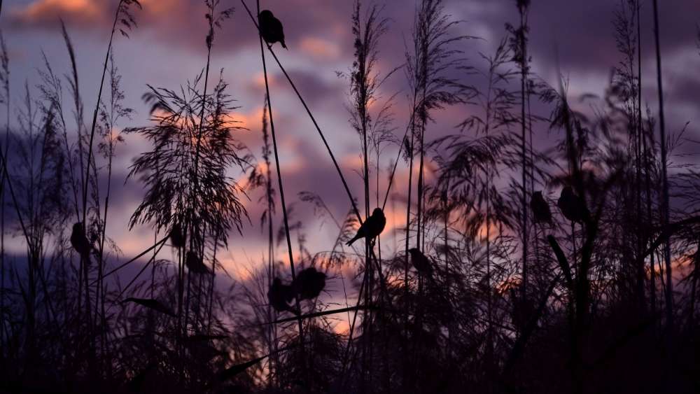 Bird Silhouettes Against Twilight Sky wallpaper