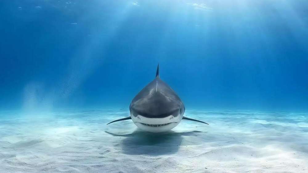 Majestic Shark Basking in Sunlit Waters wallpaper