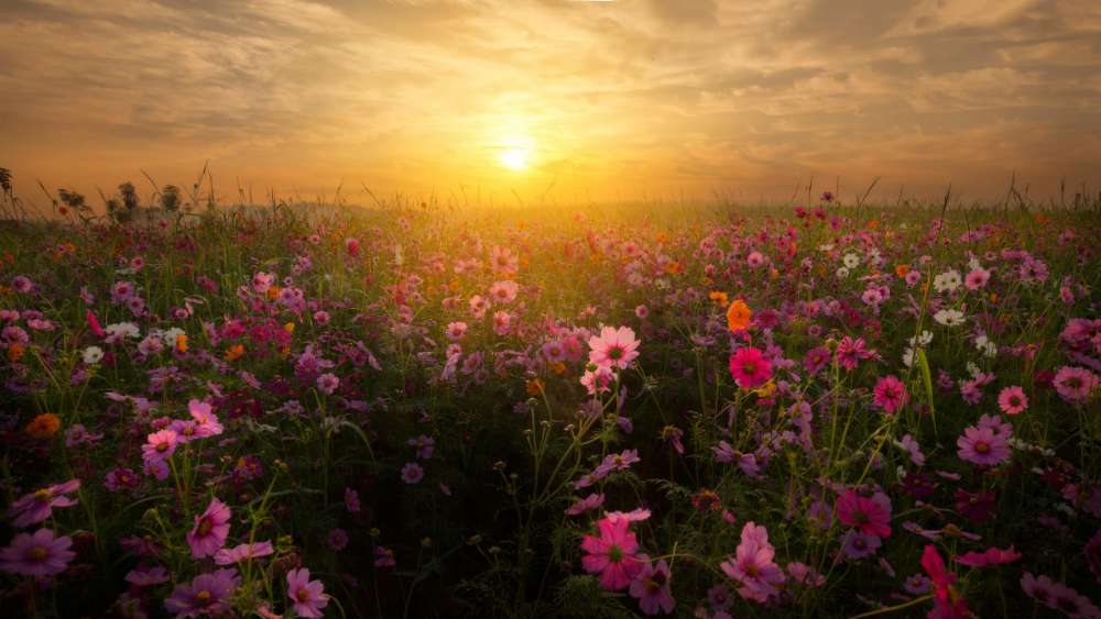 Sunset Glow Over Vibrant Flower Field wallpaper