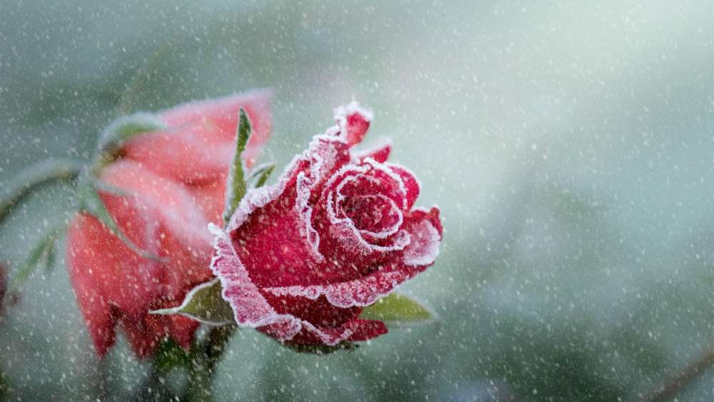 Frost-Kissed Blooming Rose wallpaper