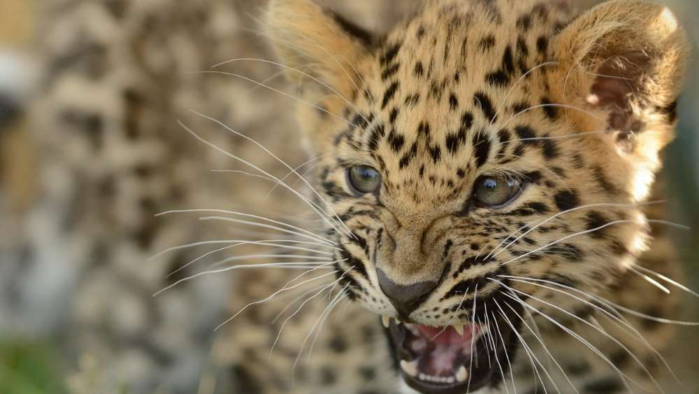 Fierce Amur Leopard Cub in Action wallpaper