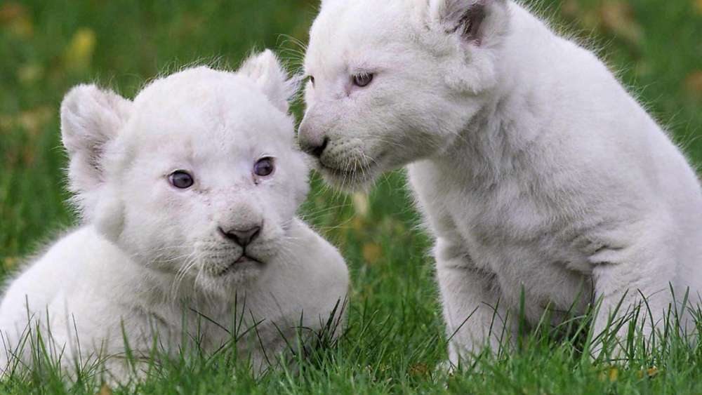 Gentle Whispers of White Lion Cubs wallpaper