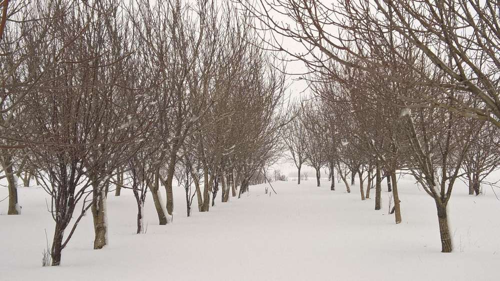 Serene Winter Pathway Through Snow-Covered Trees wallpaper