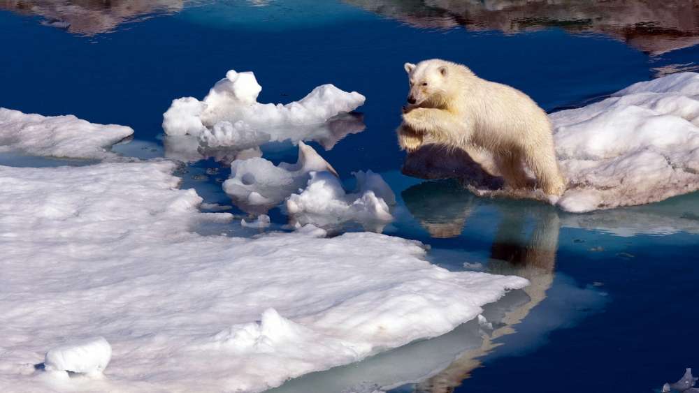 Polar Bear's Icy Leap wallpaper
