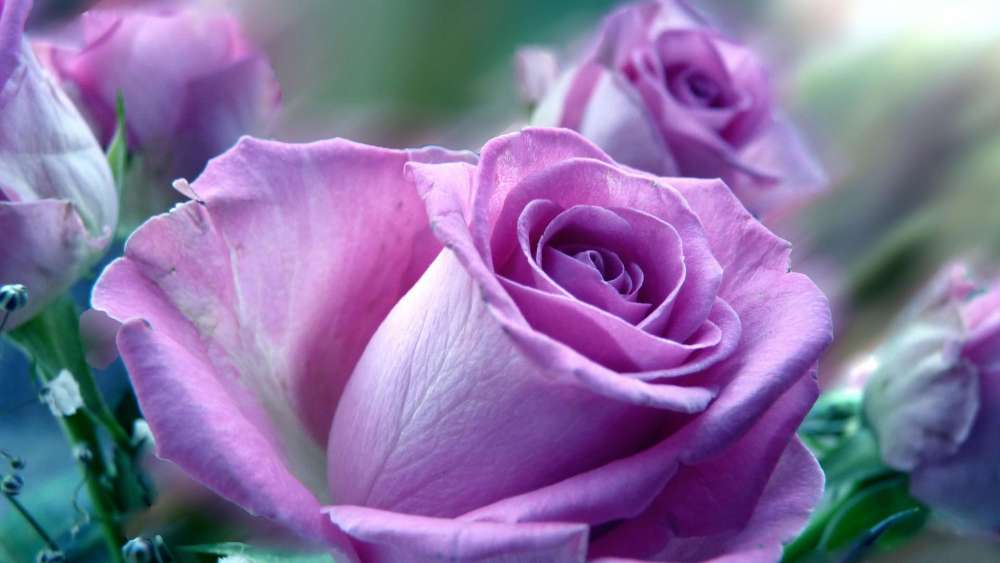 Soft Lilac Roses in Full Bloom wallpaper