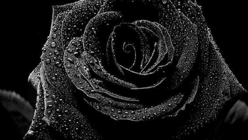 Monochrome Elegance of a Dew-Kissed Rose wallpaper