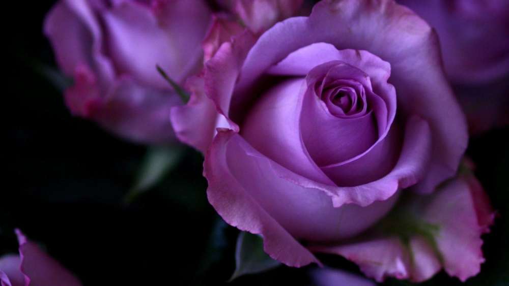Elegant Lavender Rose in Full Bloom wallpaper