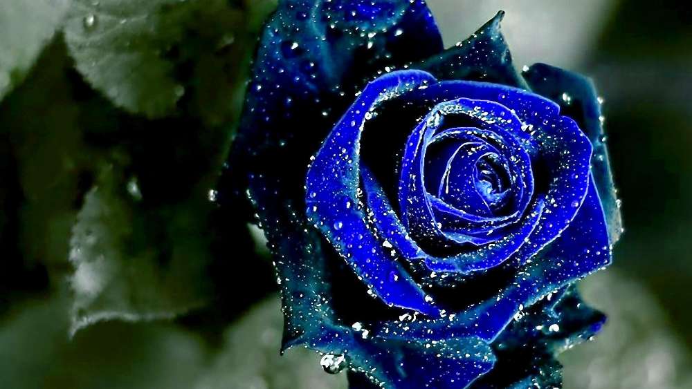Mystical Blue Rose Shimmering with Dewdrops wallpaper