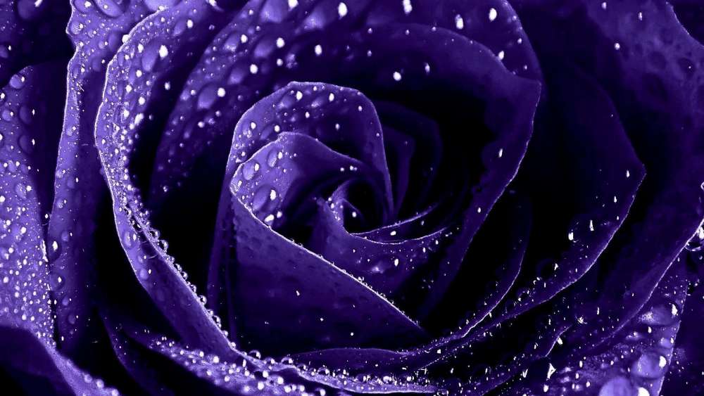 Mystic Blue Rose Gleaming with Dew wallpaper