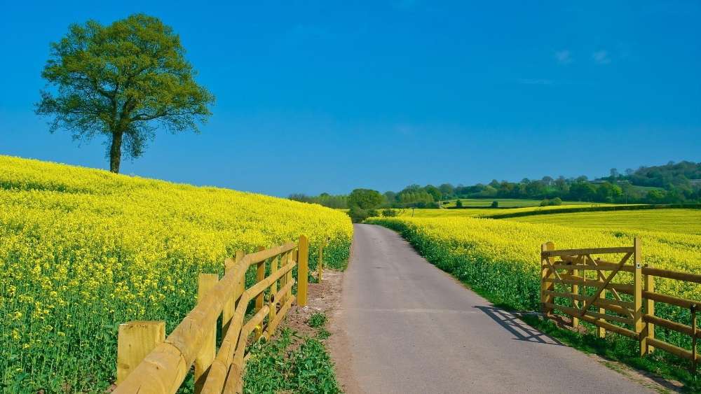 Pathway Through Sunny Countryside wallpaper