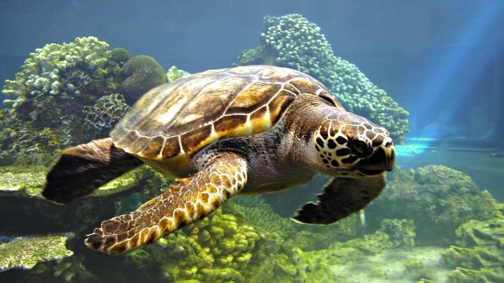 Graceful Sea Turtle in Sunlit Waters wallpaper