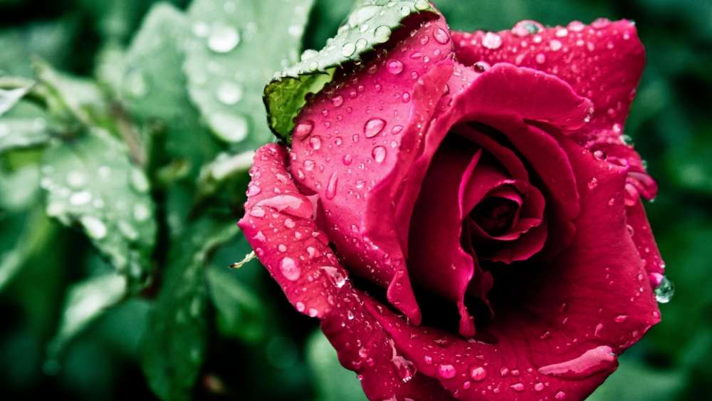 Red Rose Dewy Embrace wallpaper