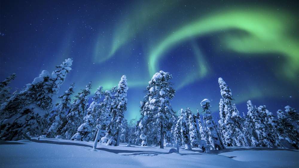 Northern Lights Over Snowy Pine Forest wallpaper