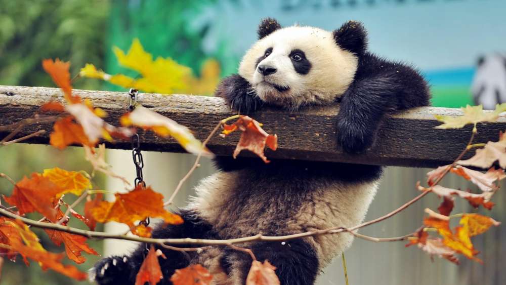 Panda in Autumnal Bliss wallpaper