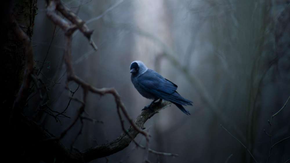 Solitary Bluebird at Dusk wallpaper
