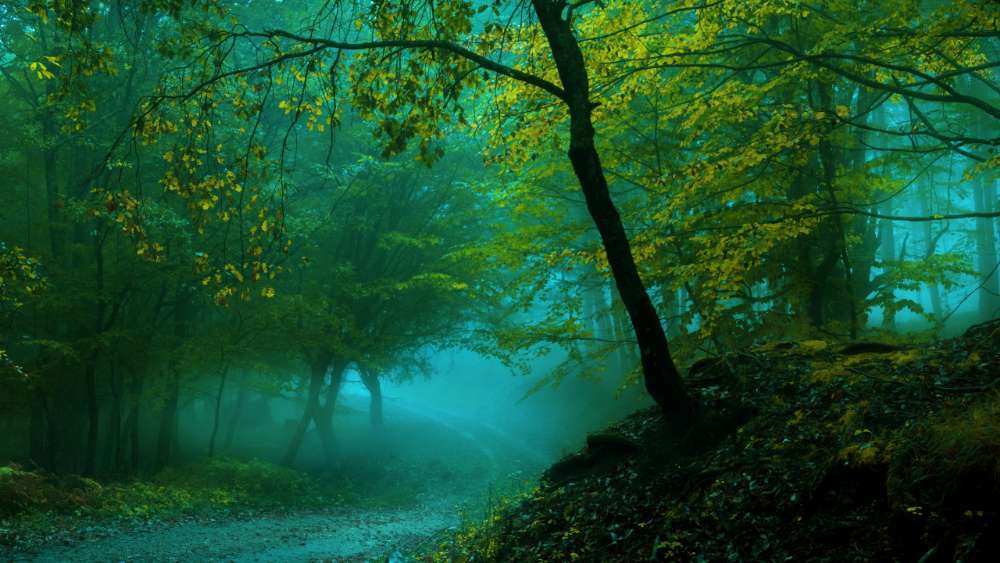 Misty Spring Forest Path wallpaper
