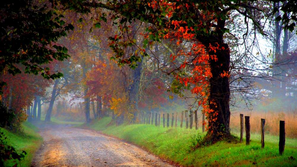 Autumn Road Through the Woods wallpaper