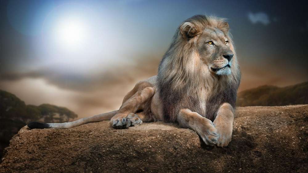 Majestic Lion Reigning Over Its Territory wallpaper