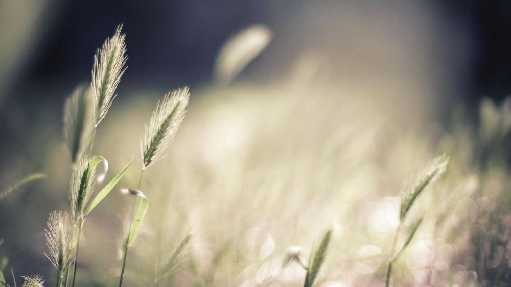 Gentle Breeze Through Meadow Grass wallpaper