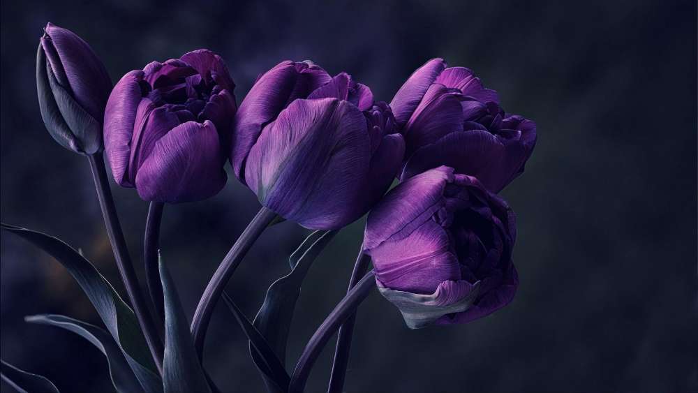 Majestic Purple Tulips at Night wallpaper