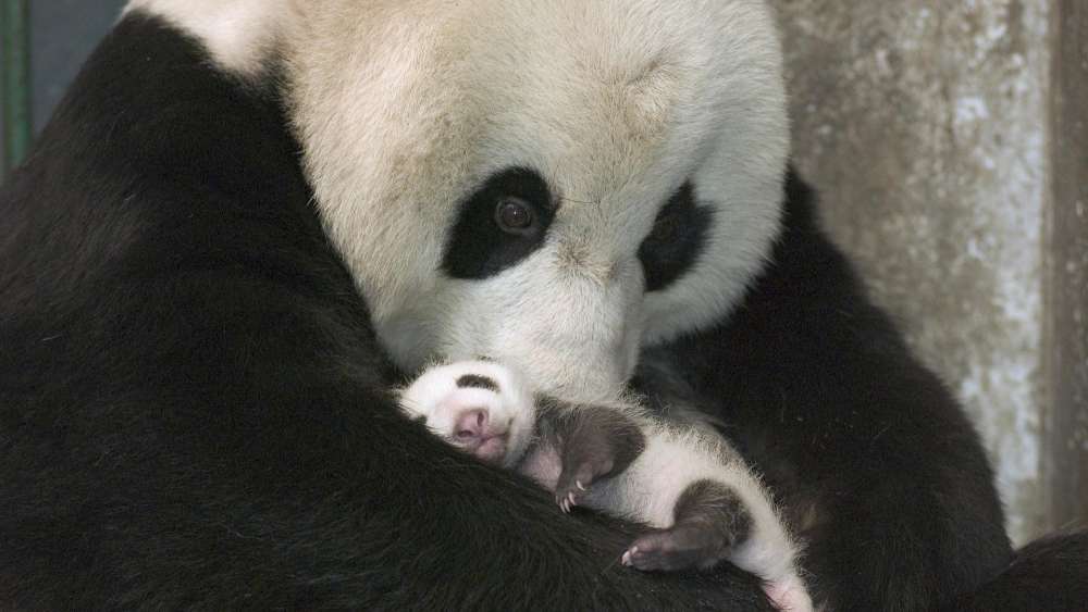 Baby Panda Embraced by Mother's Love wallpaper