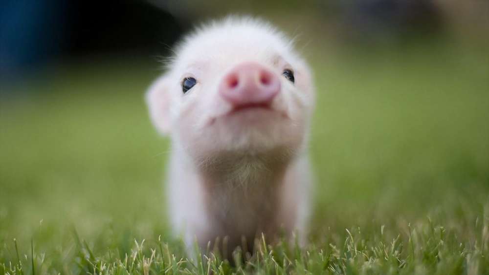 Adorable Piglet Gazing Curiously wallpaper