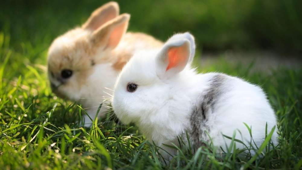 Adorable Bunny Duo in Springtime Grass wallpaper