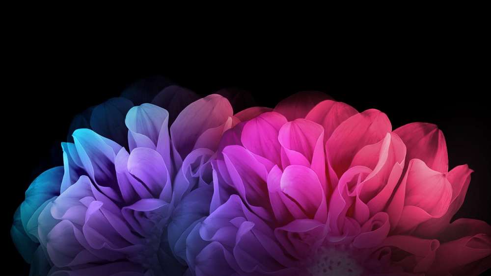 Colorful Abstract Floral Burst wallpaper
