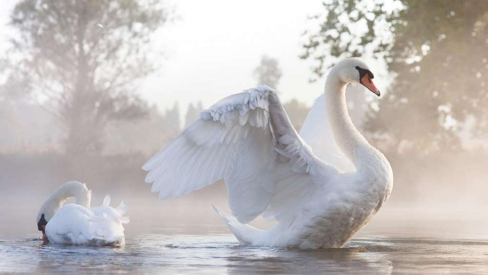 Misty Lake Ballet with Graceful Swans wallpaper