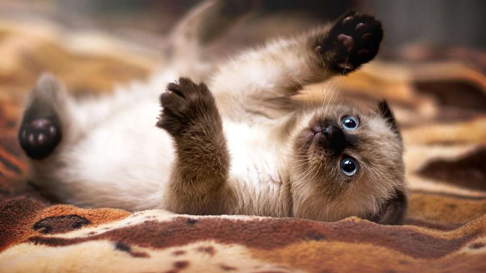 Playful Kitten in Action wallpaper