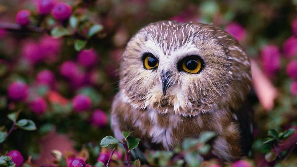 Adorable Owl Amidst Blossoms wallpaper