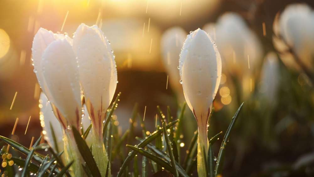 Sunlit Snowdrops Amidst Spring Showers wallpaper