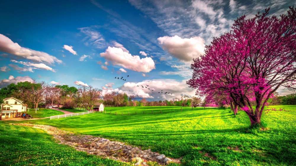 Springtime Splendor in a Blossoming Garden wallpaper
