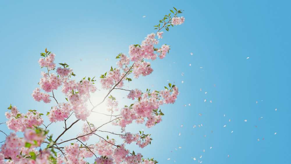 Blossoming Spring Elegance Against a Crystal Sky wallpaper