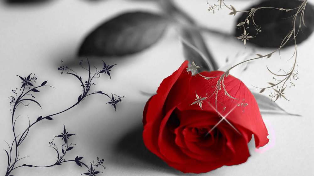 Singular Red Rose in Monochrome Elegance wallpaper