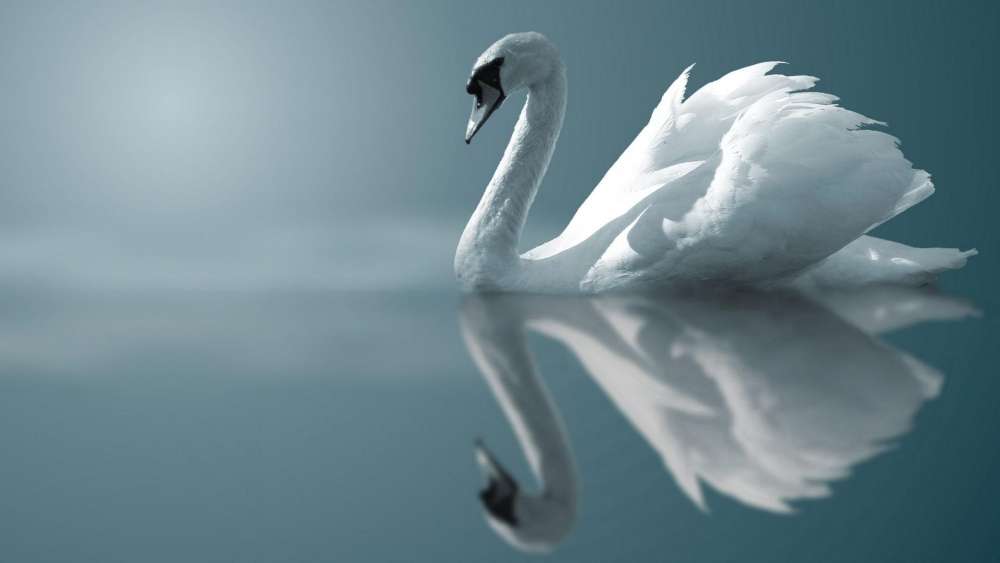Serene Swan Gracefully Glides on Water wallpaper