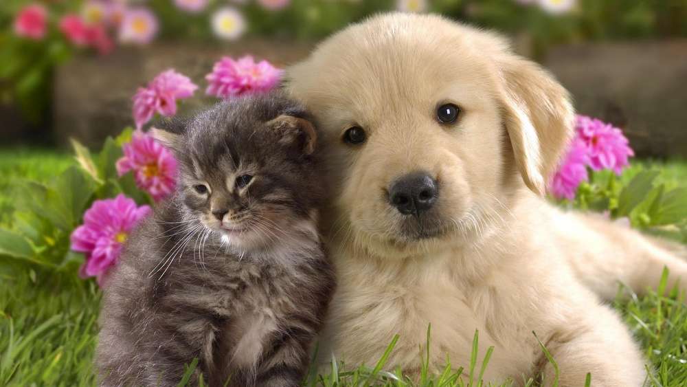 Puppy and Kitten Buddies in the Garden wallpaper