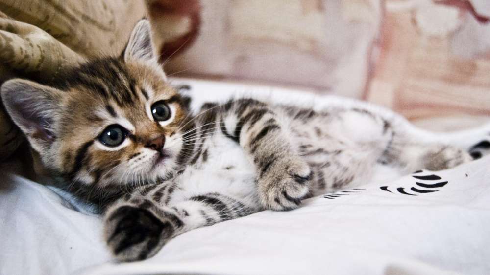 Playful Kitten Lounging in Comfort wallpaper