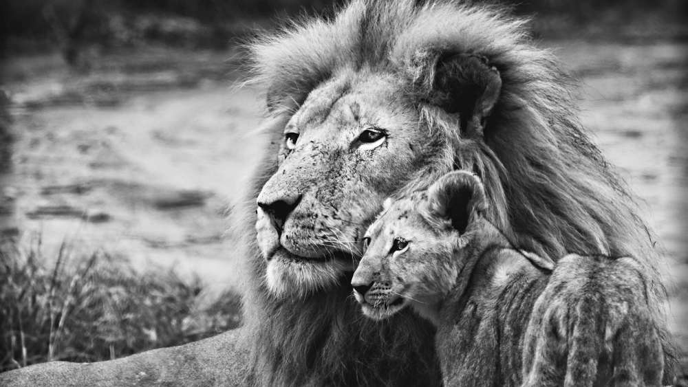Majestic Lion and Cub in Monochrome wallpaper