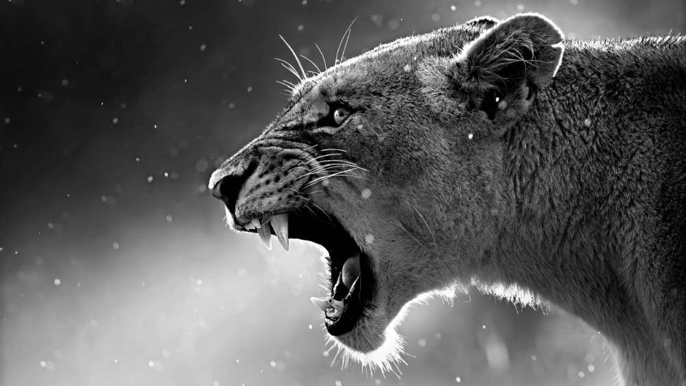 Roaring lioness monochrome photo wallpaper
