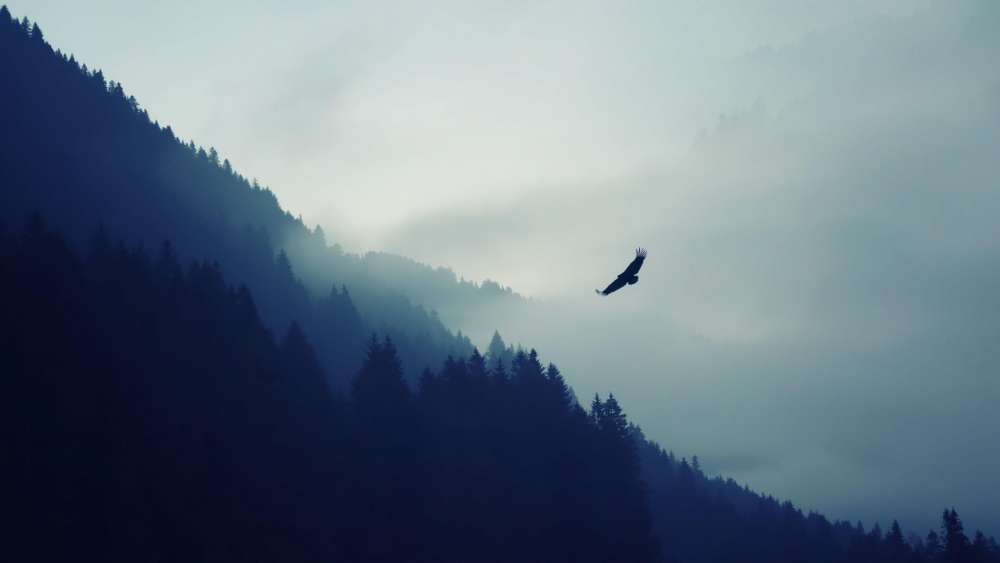 Eagle flies over the forest wallpaper