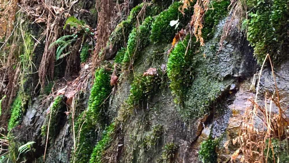 Wallpaper from nature category