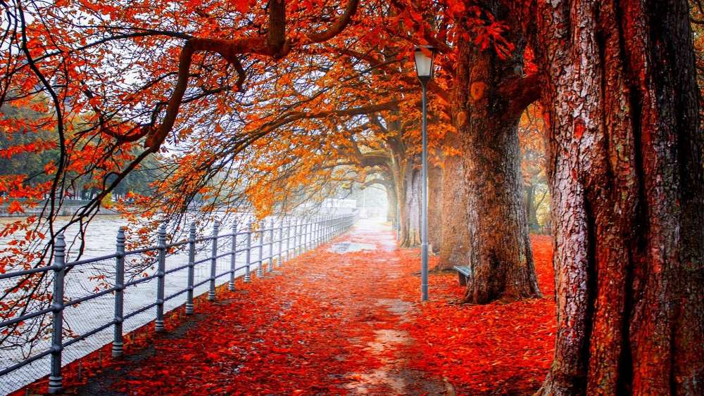 Autumn Splendor on a Riverside Walkway wallpaper