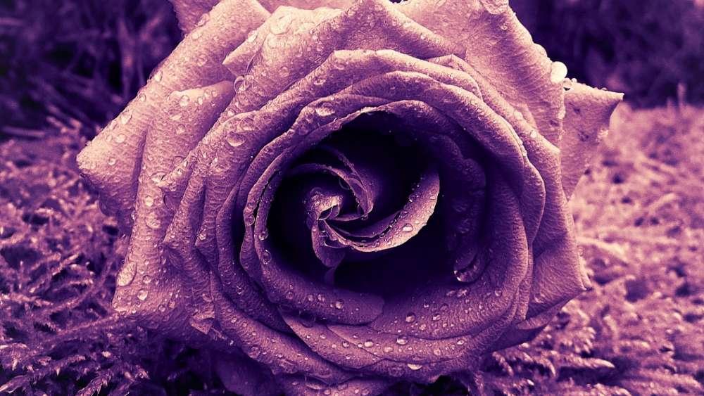 Misty Purple Rose Dew wallpaper