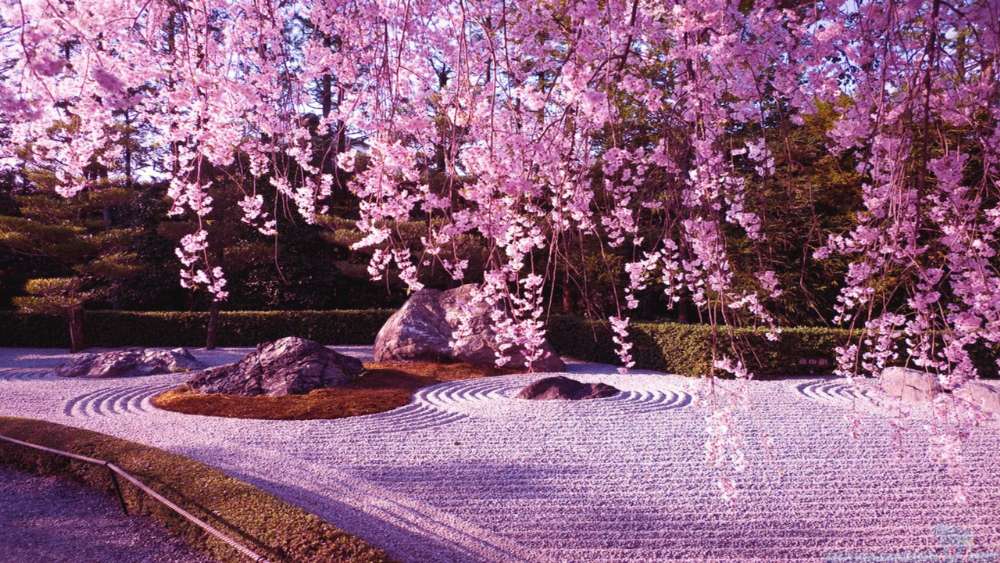 Springtime Cherry Blossom Euphoria wallpaper