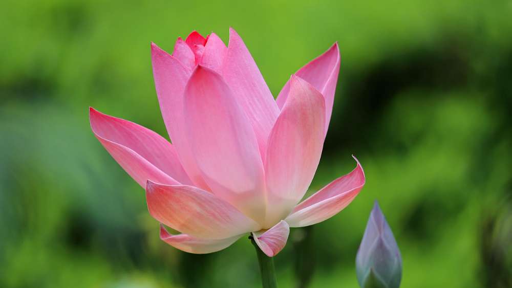 Blooming Lotus Serenity in Kerala wallpaper