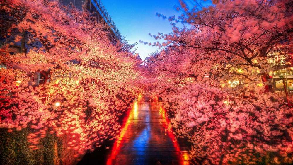 Meguro River cherry blossom wallpaper