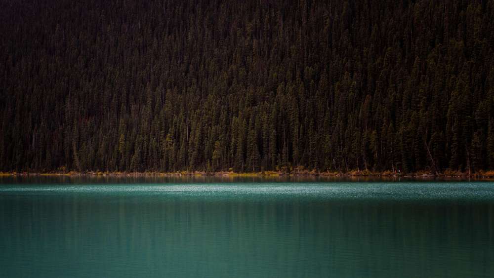 The Calm of the Forested Lake Shore wallpaper