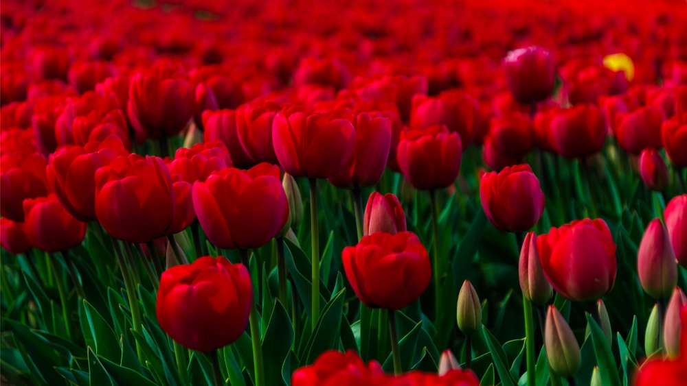 Ocean of Red Tulips wallpaper